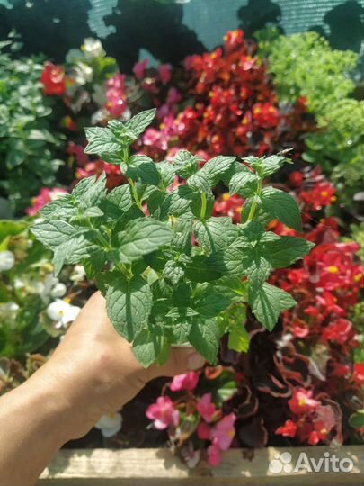 Мята, Мелисса