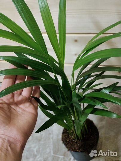 Пальма арека