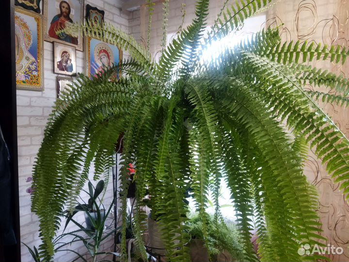 Продается папоротник