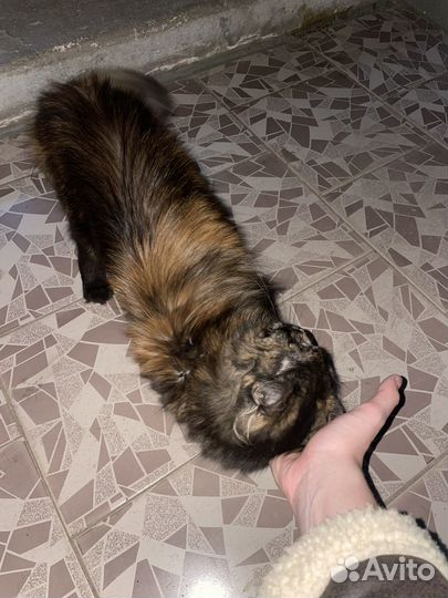 Отдам в добрые руки кошку помесь мейн-кун