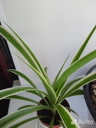 Хлорофитум