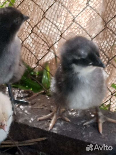 Цыплята из под курочки