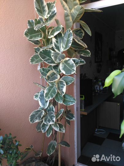 Фикусы Бенджамина и каучуковый