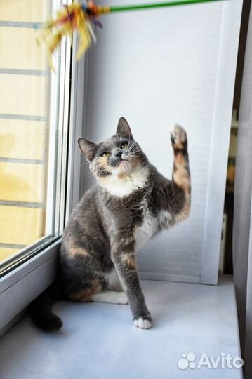 Ласковая молодая кошечка в добрые руки