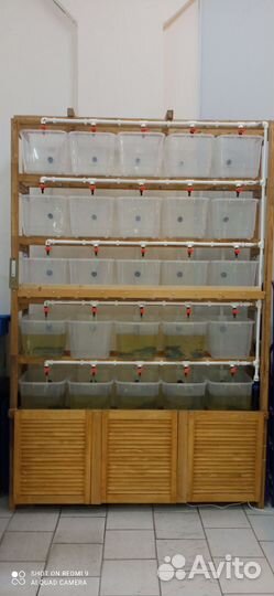 Мини ферма для разведения ракообразных