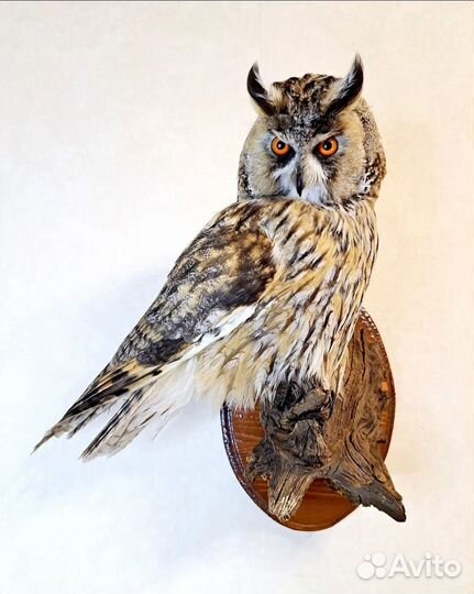 Профессиональные чучела животных и птиц