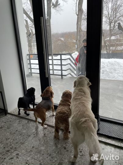 Профессиональная передержка собак