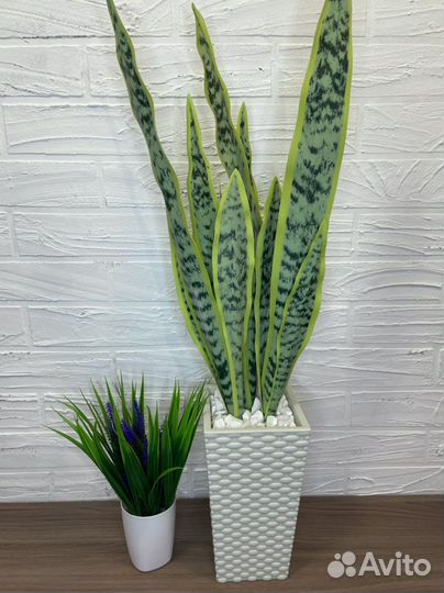 Сансевиерия