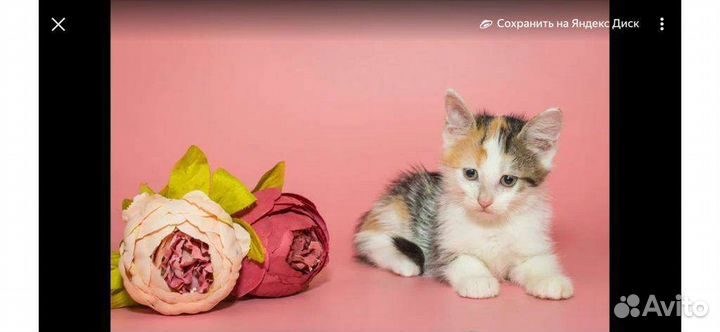 Кошка в дар бесплатно