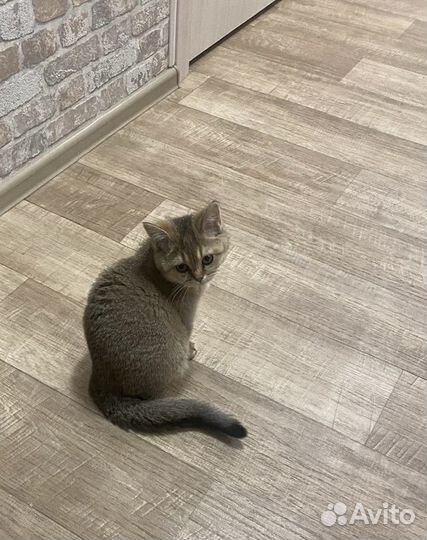 Шотландская кошка, золотая шиншилла