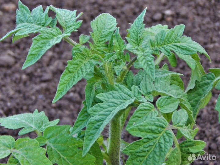 Рассада помидор