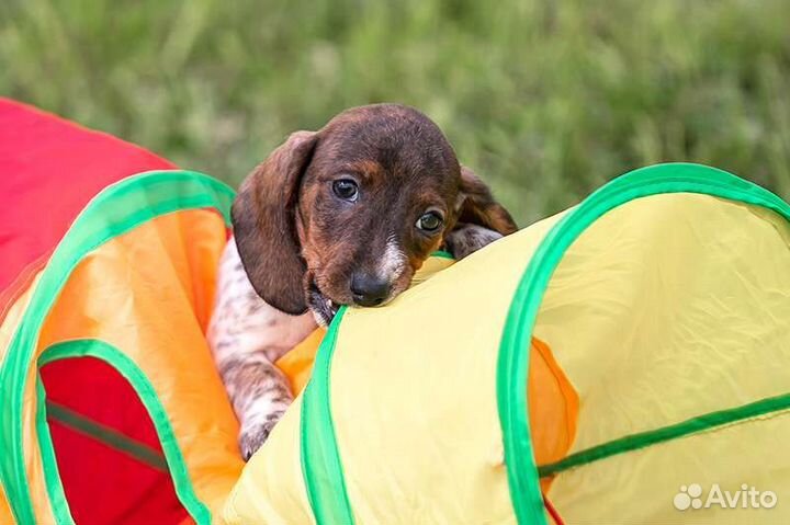 Таксы щенки, мальчики редкого окраса пайболд