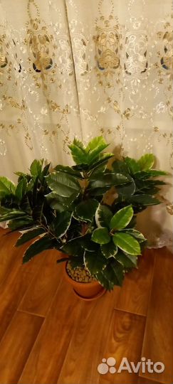 Искусственный фикус