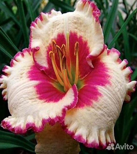 Лилейники сортовые