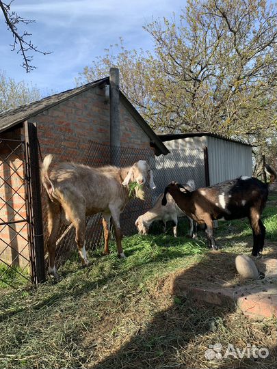 Англо-Нубийские козы и козлята