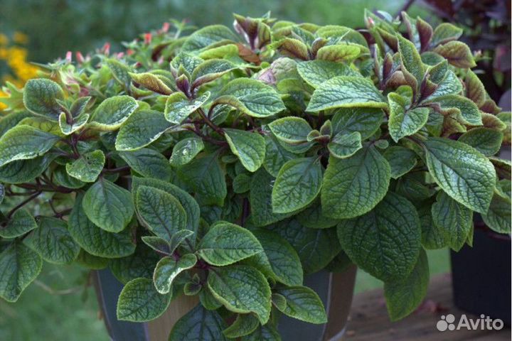 Плектрантус