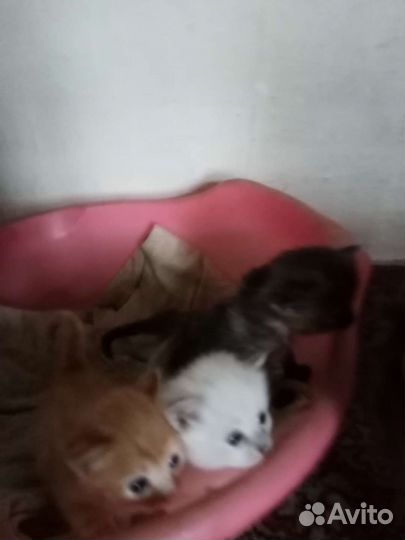 Котята в добрые руки