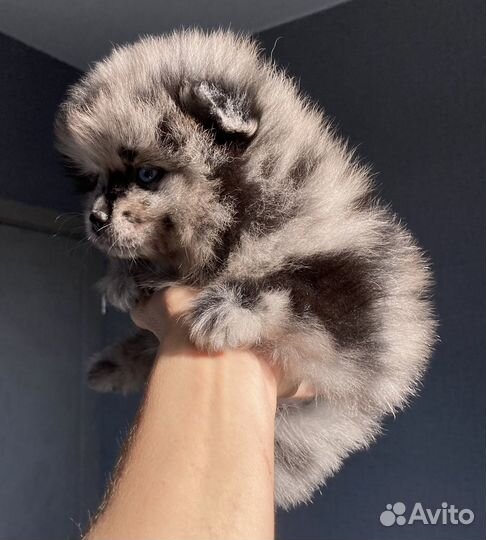 Шпиц Девочка