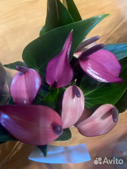 Антуриум зизу