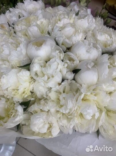 Пионы в наличии