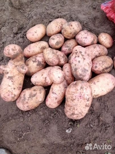 Продам картофель урожай 2023
