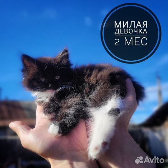 Котята в добрые руки