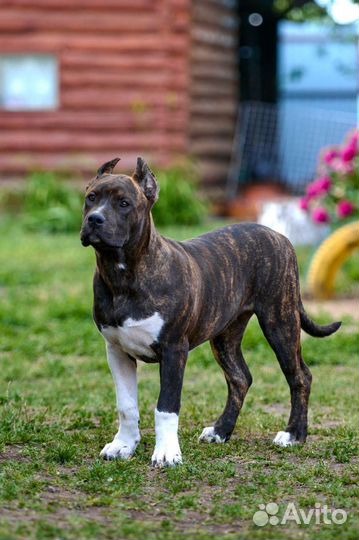 Американский булли