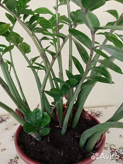 Комнатные растения