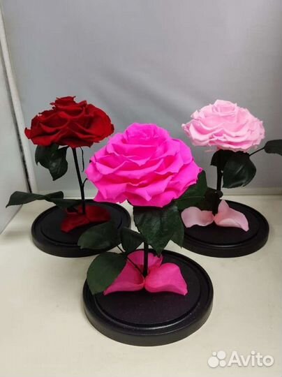 Роза в колбе