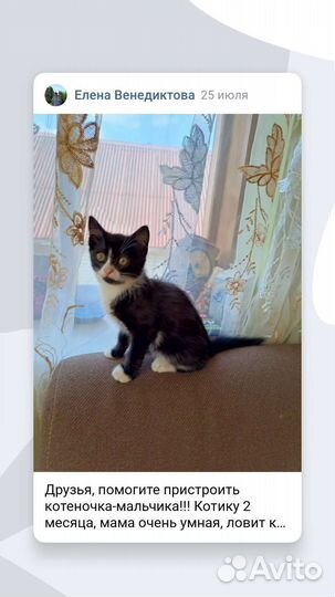 Котенок-мальчик 2 месяца