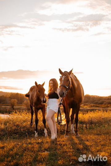 Конные прогулки и фотосессии