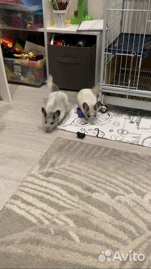 Шиншилла с клеткой