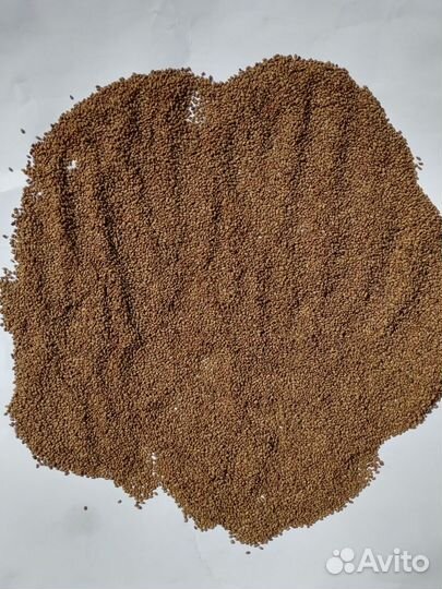 Семена люцерны