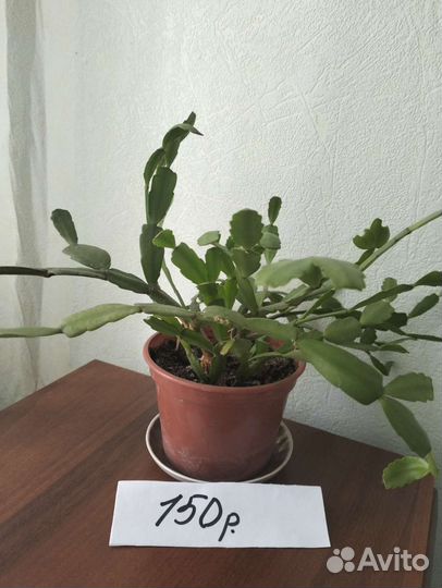 Цветок декабрист