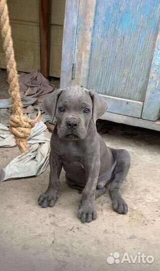 Щенки Кане Корсо