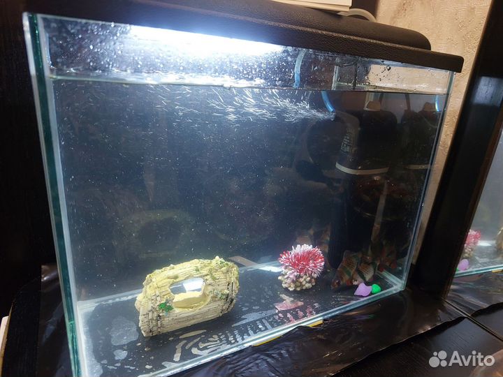 Аквариум 15 л и барбусы