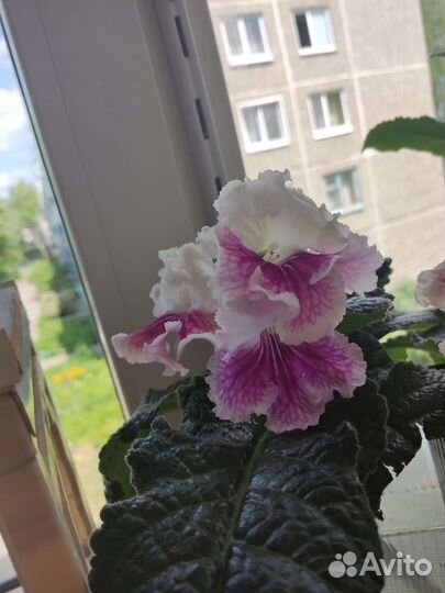 Глоксинии,стрептокарпусы