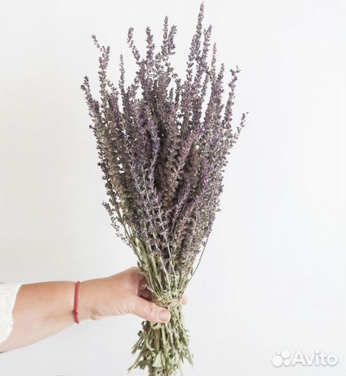 Шалфей узколистный