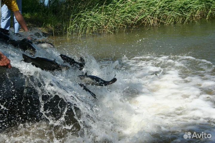 Зарыбление прудов-озер карп амур карась линь