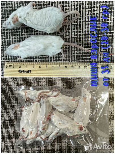 Кормовые мыши, крысы, черви, свечки (заморозка )