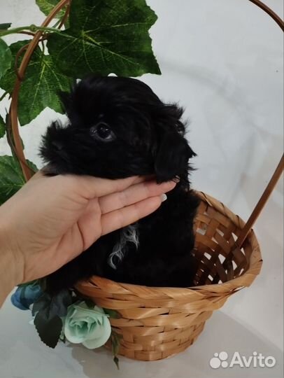 Цветные йорки