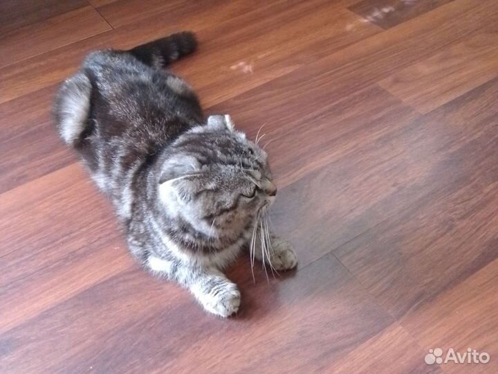 Кошка в дар вислоухая