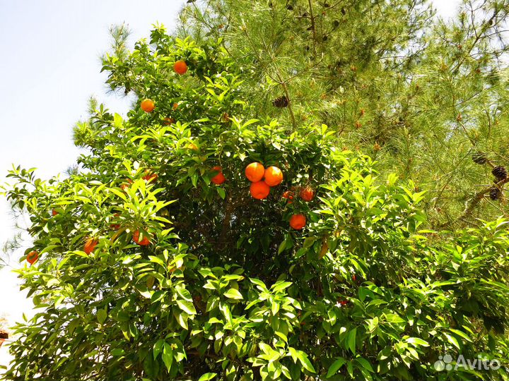 Фотоаппарат Olympus SZ-17 и Ещё Кое-Что Готовься