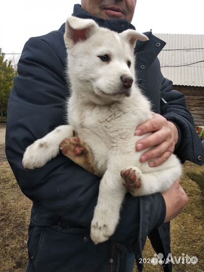 Щенки аляскинского маламута