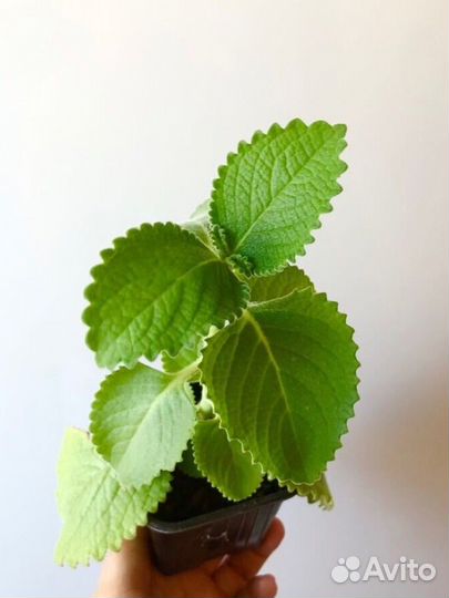 Домашняя мята (Плектрантус)