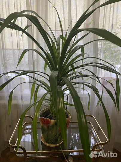 Комнатные растения