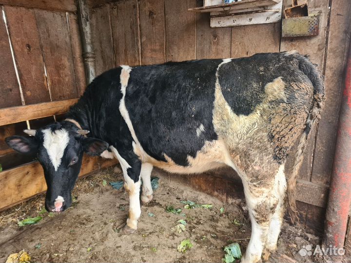 Свиньи породы венгерской мангалицы от 3 м. до 1 г