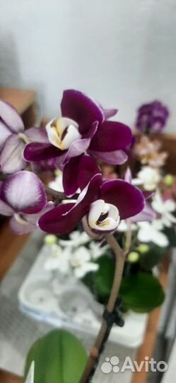 Орхидея мини