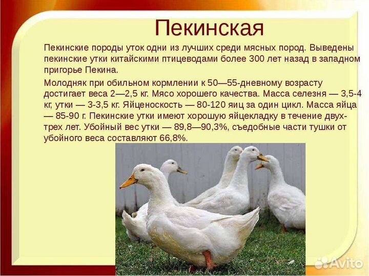 Суточная и подрощенная с/х птичка