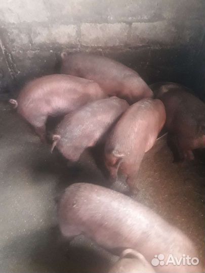 Поросята